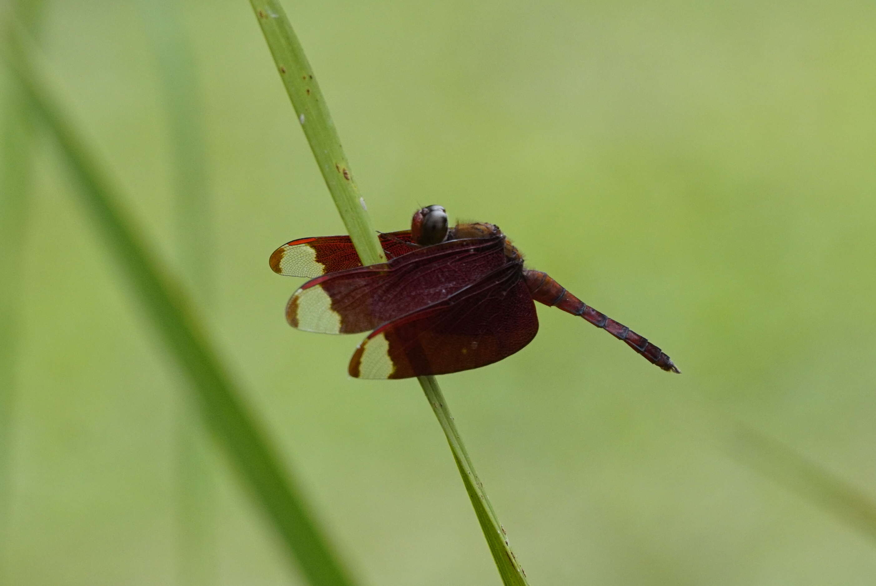 Image of Black Stream Glider