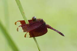 Image of Black Stream Glider