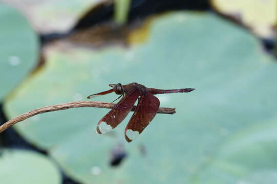 Image of Black Stream Glider