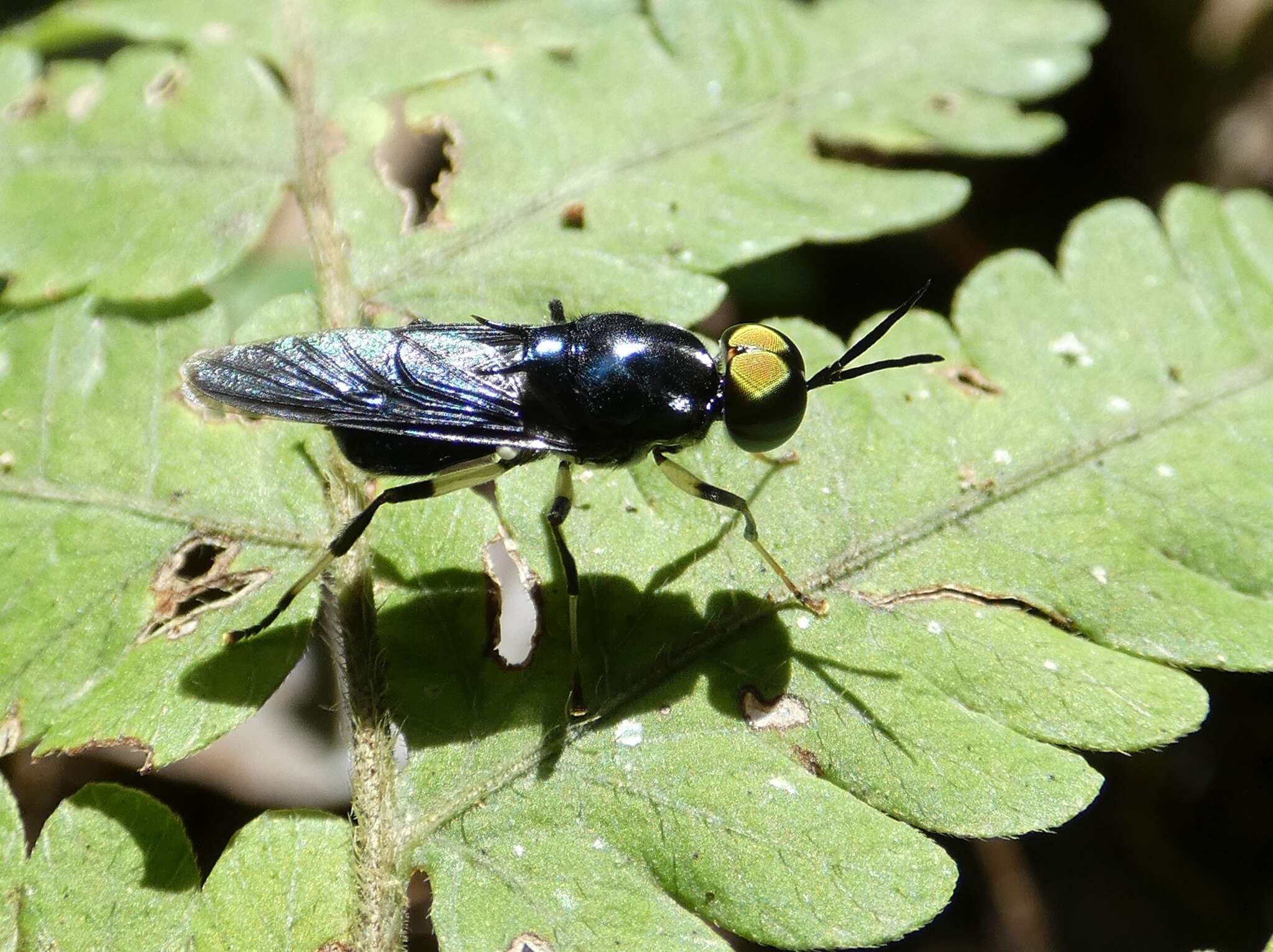 Image of Cyphomyia varipes Gerstaecker 1857