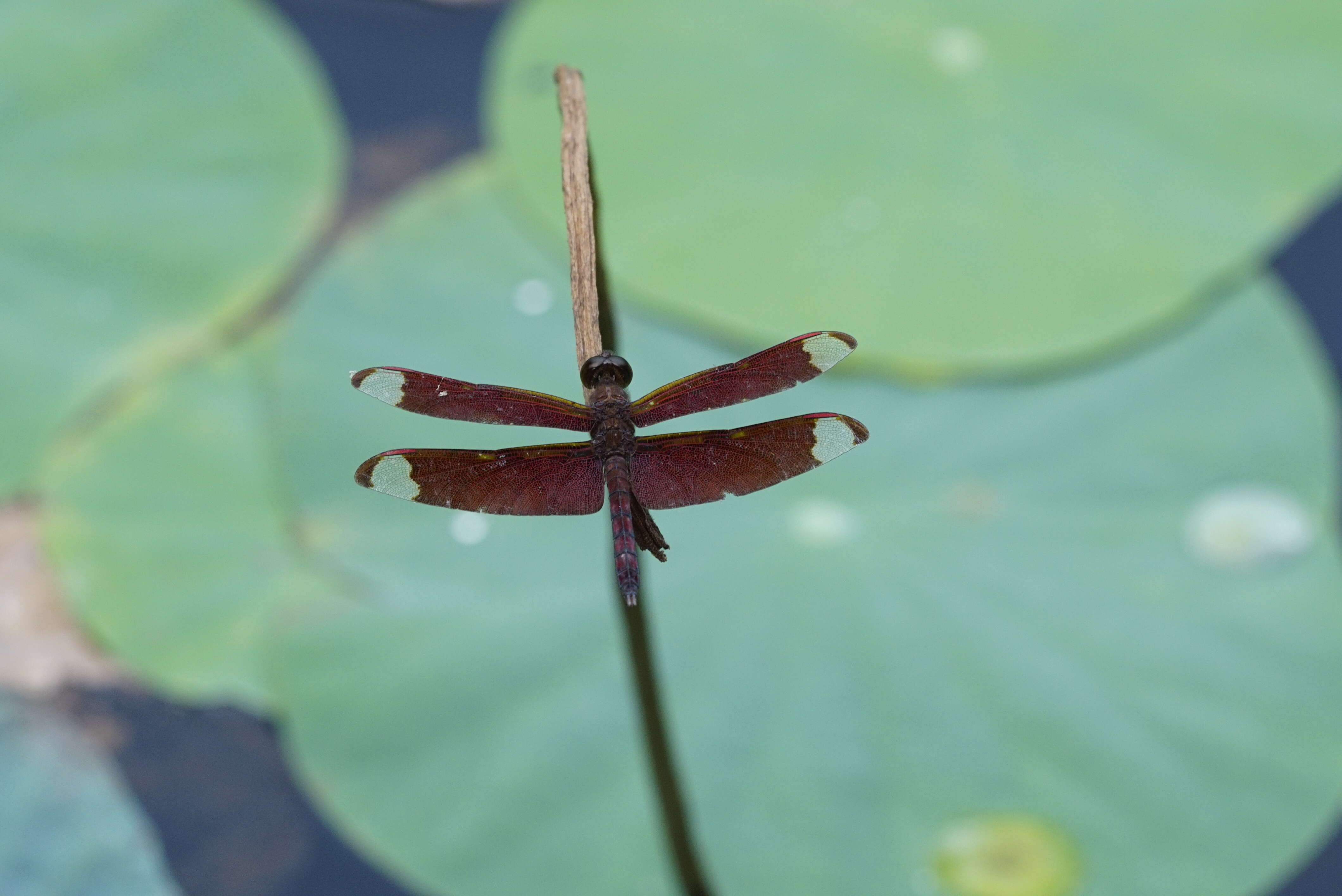 Image of Black Stream Glider