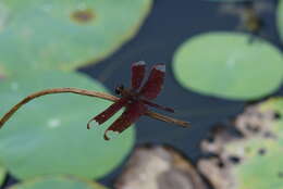 Image of Black Stream Glider