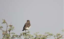 Image of Eastern Pied Wheatear