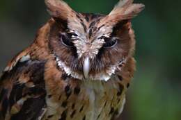 Image of Giant Scops Owl