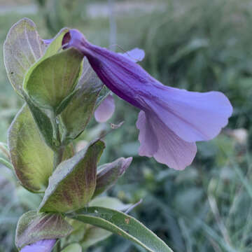 Plancia ëd Barleria mackenii Hook. fil.