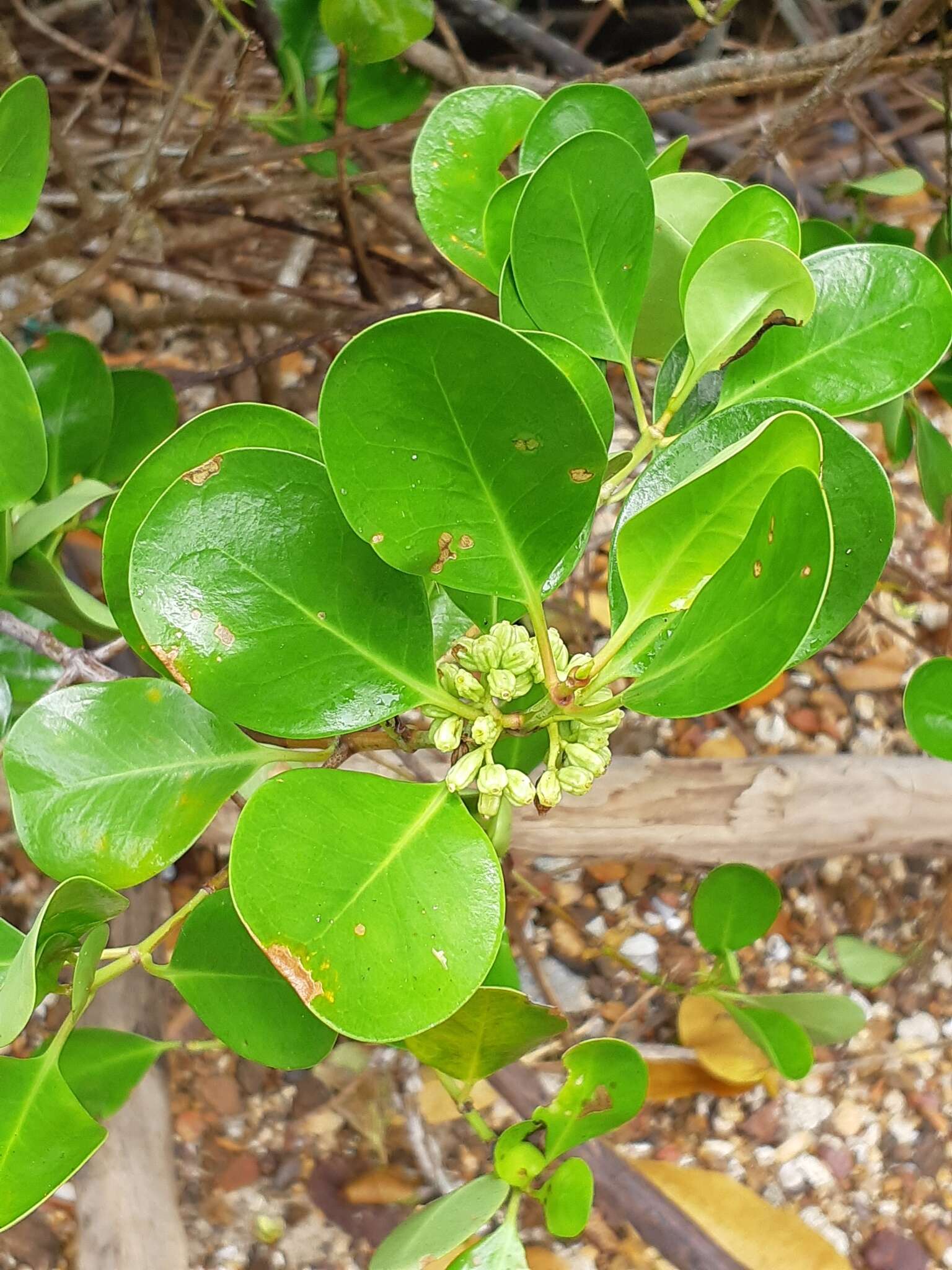 Image of yamstick mangrove