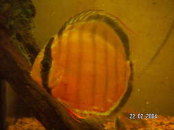 Image of Tarzoo Discus