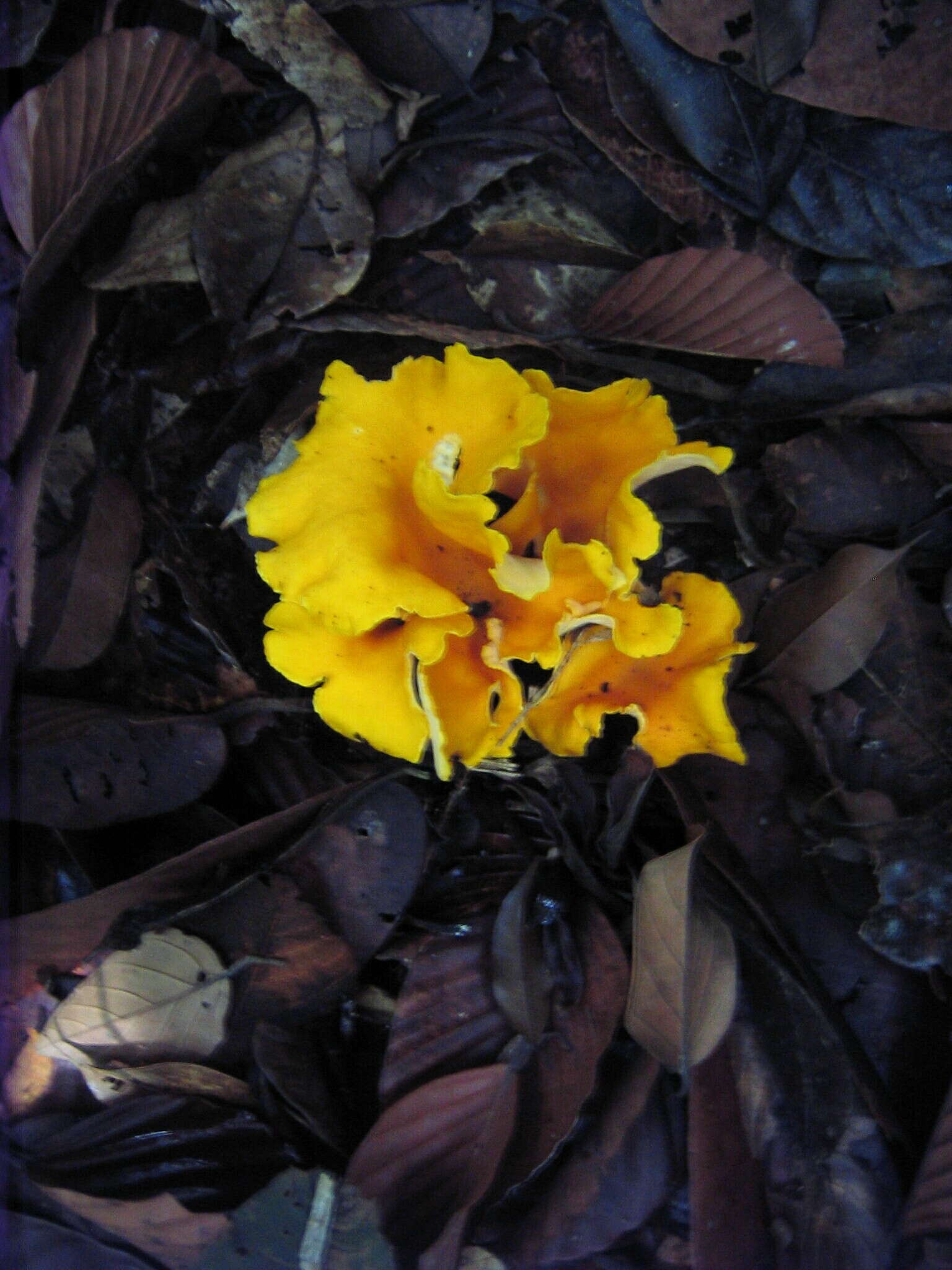 Image of Cantharellus odoratus (Schwein.) Fr. 1828