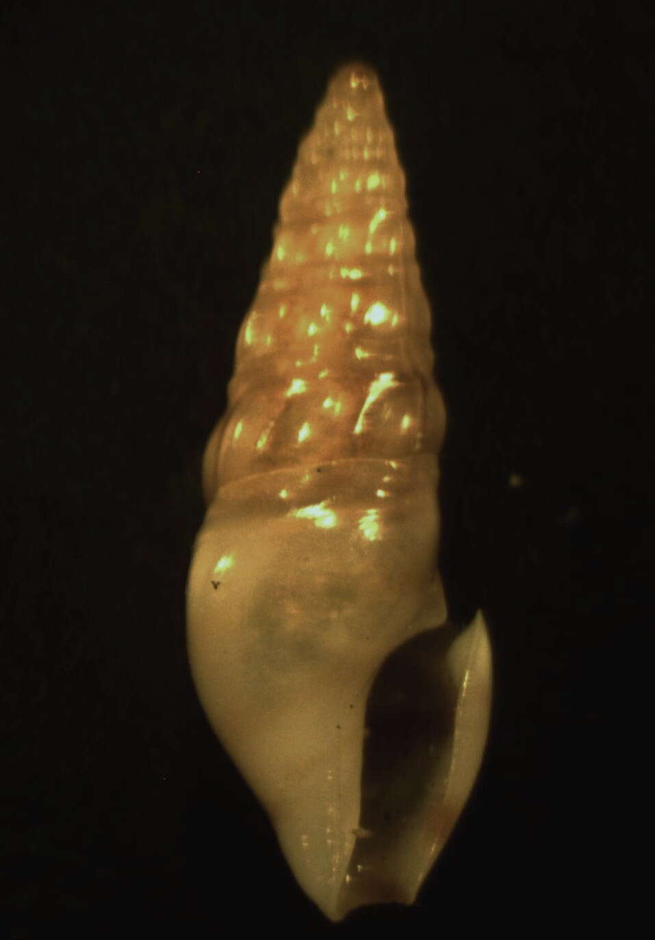 Image of Splendrillia aurora (Thiele 1925)