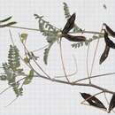 Image of Astragalus tioides (Rydb.) Barneby
