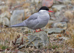 Image of Antarctic Tern