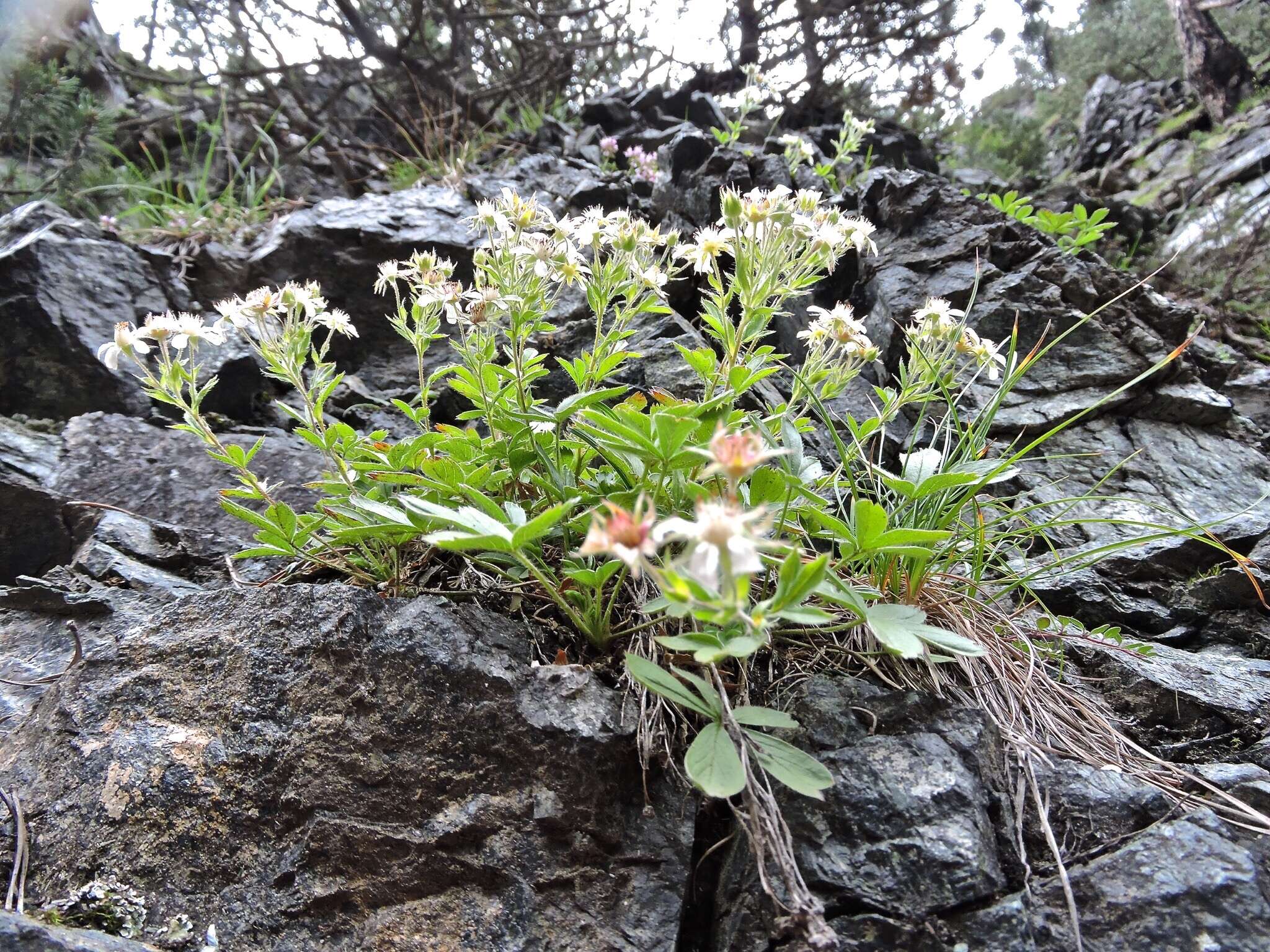 Слика од Potentilla caulescens L.