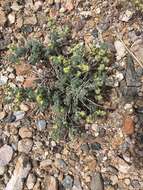 Image of bud sagebrush