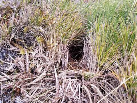 Image of Great Spotted Kiwi