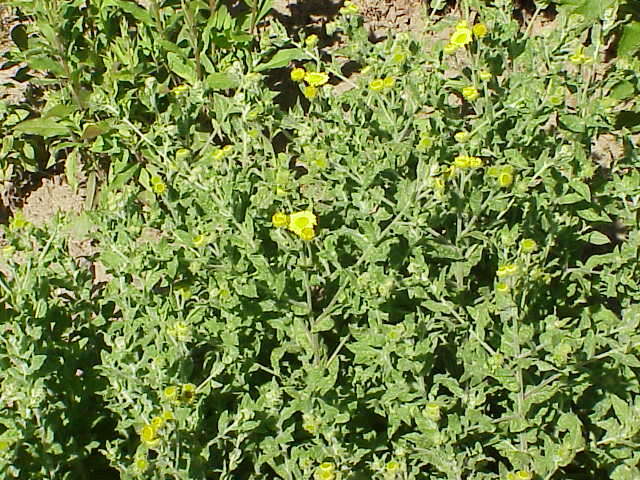 Image of common fleabane