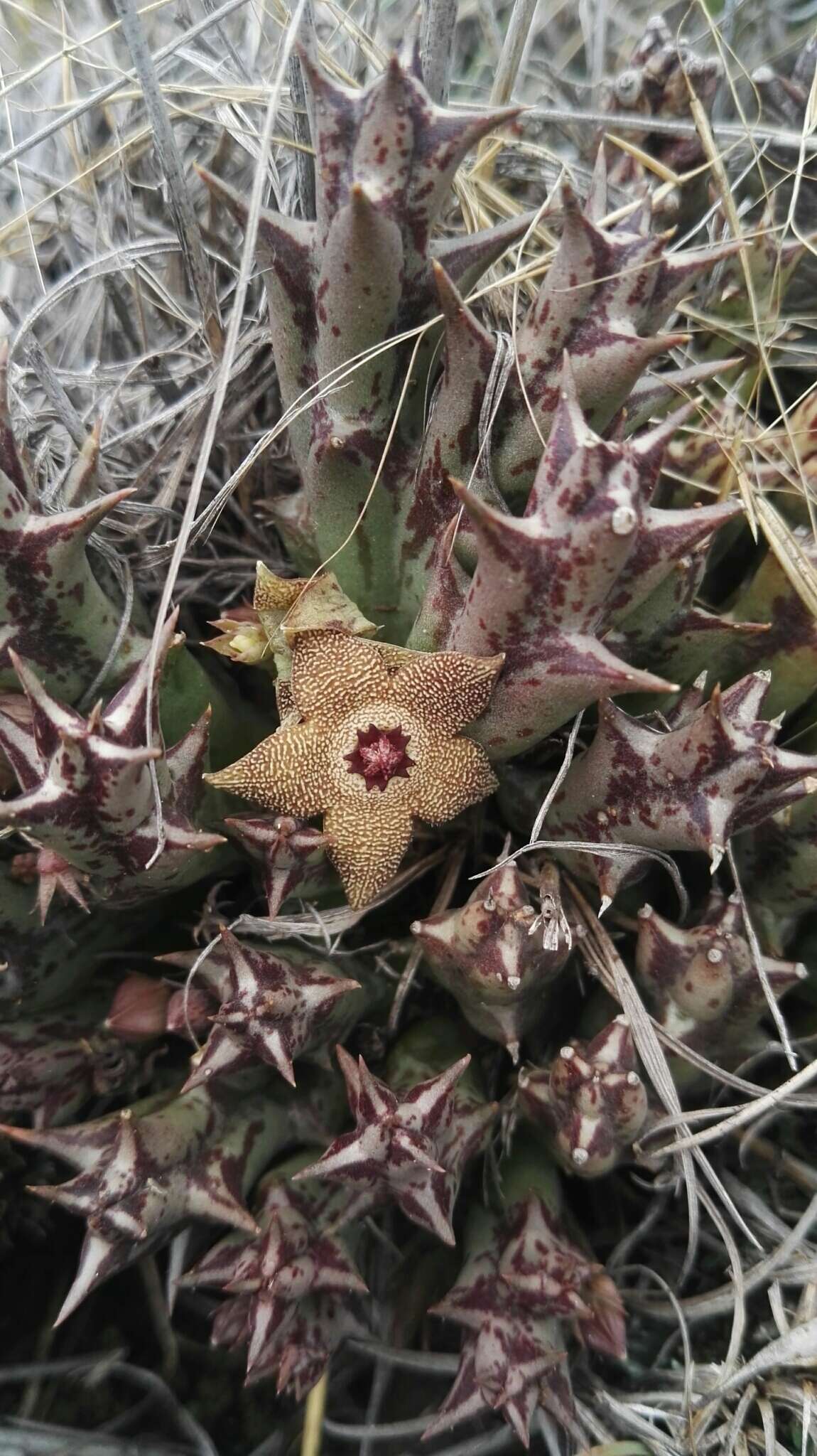 صورة Ceropegia cooperi (N. E. Br.) Bruyns