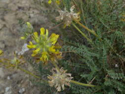 Image of Astragalus alopecuroides L.