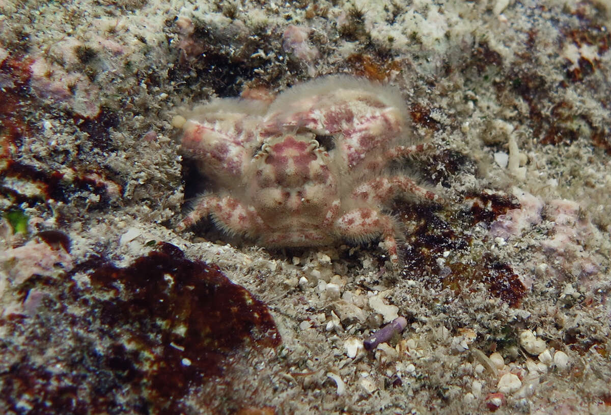 Image of Crevice-dwelling porcelain crab