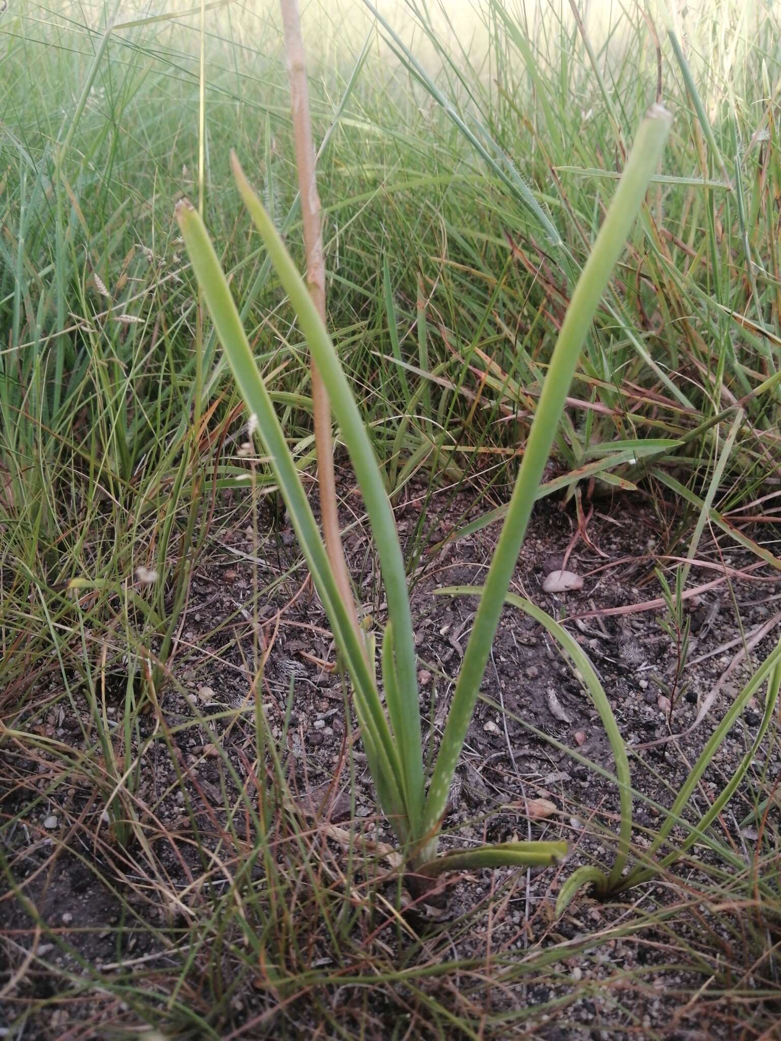 Image de Aloe linearifolia A. Berger