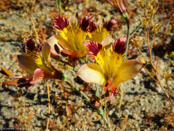 Image of Alstroemeria diluta Ehr. Bayer