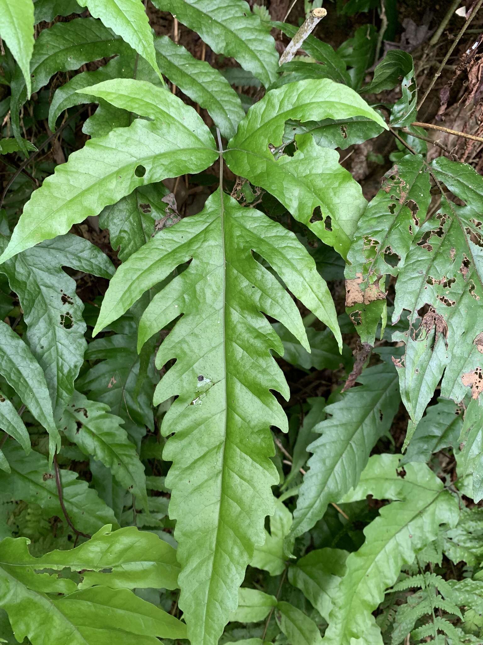 Sivun Tectaria subtriphylla (Hook. & Arn.) Copel. kuva