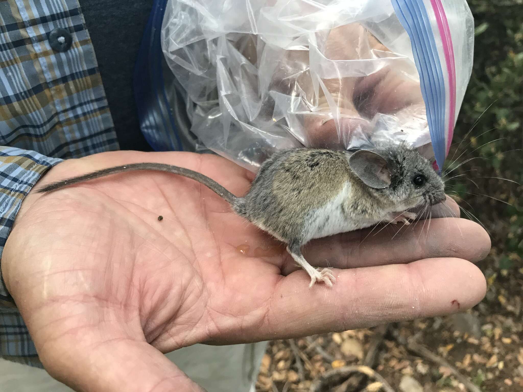 Image de Peromyscus boylii (Baird 1855)