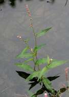 Image of Pygmy Smartweed