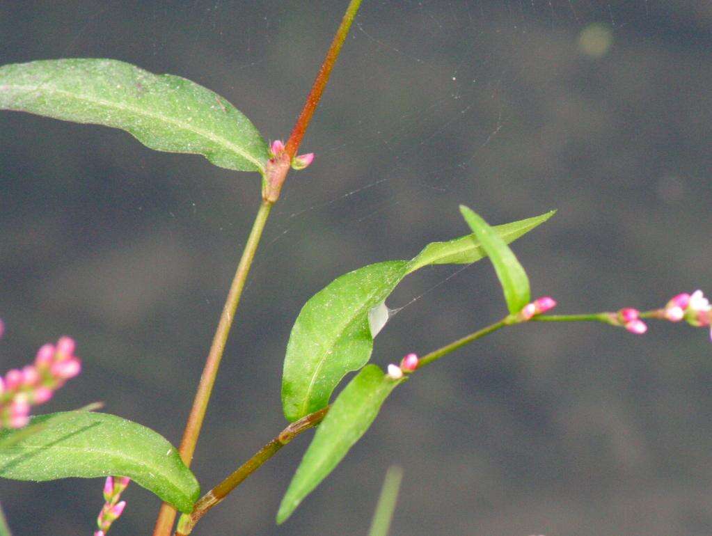 Image of Pygmy Smartweed