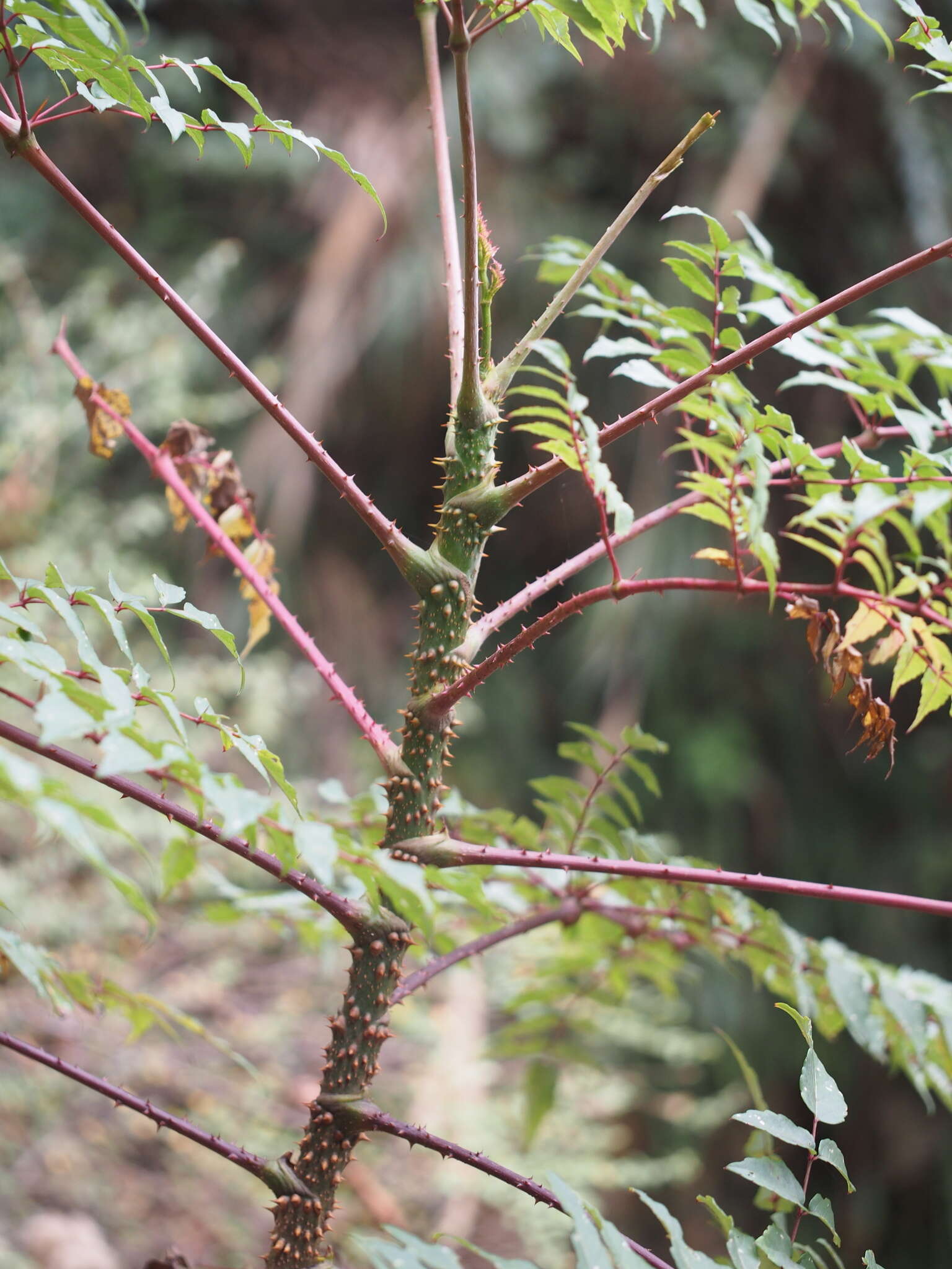 Image de Aralia bipinnata Blanco