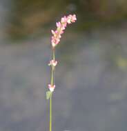 Image of Pygmy Smartweed