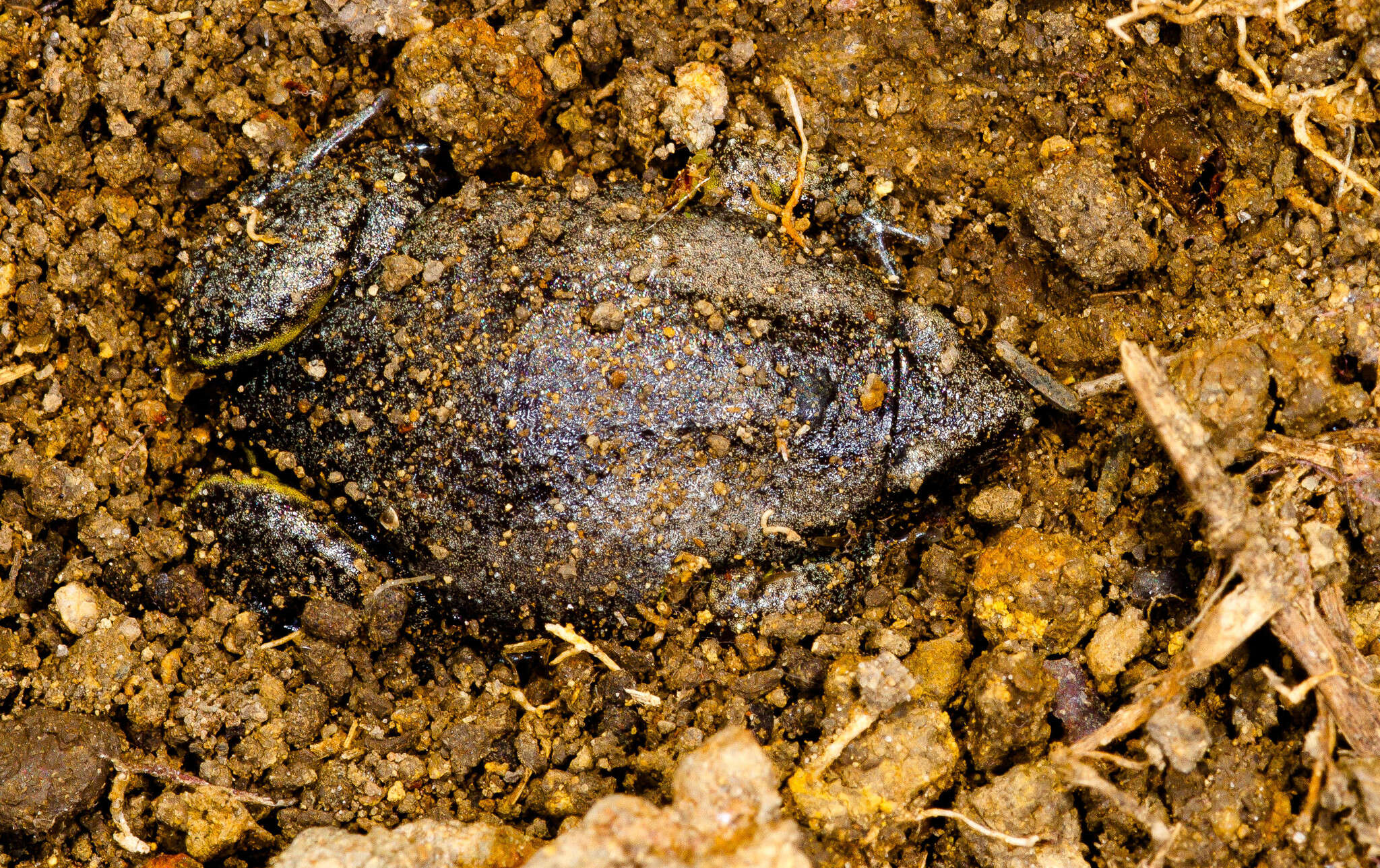 Elachistocleis cesarii (Miranda-Ribeiro 1920)的圖片