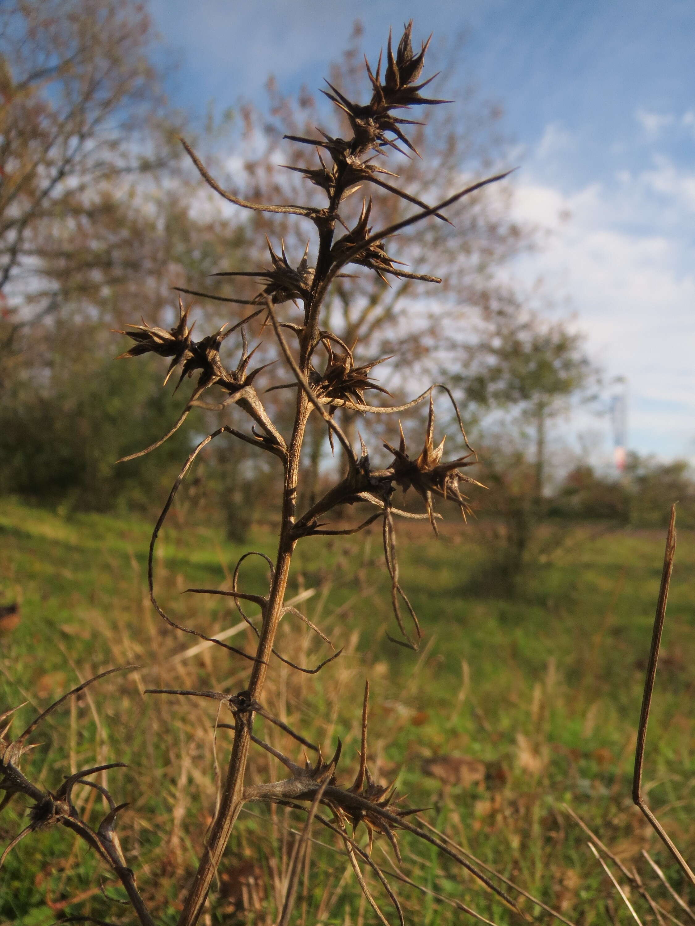 Image of Prickly Russian-Thistle