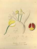 Image of Cattleya luteola Lindl.