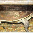 Image of New Guinea Snake-necked Turtle