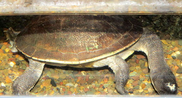 Image of New Guinea Snake-necked Turtle