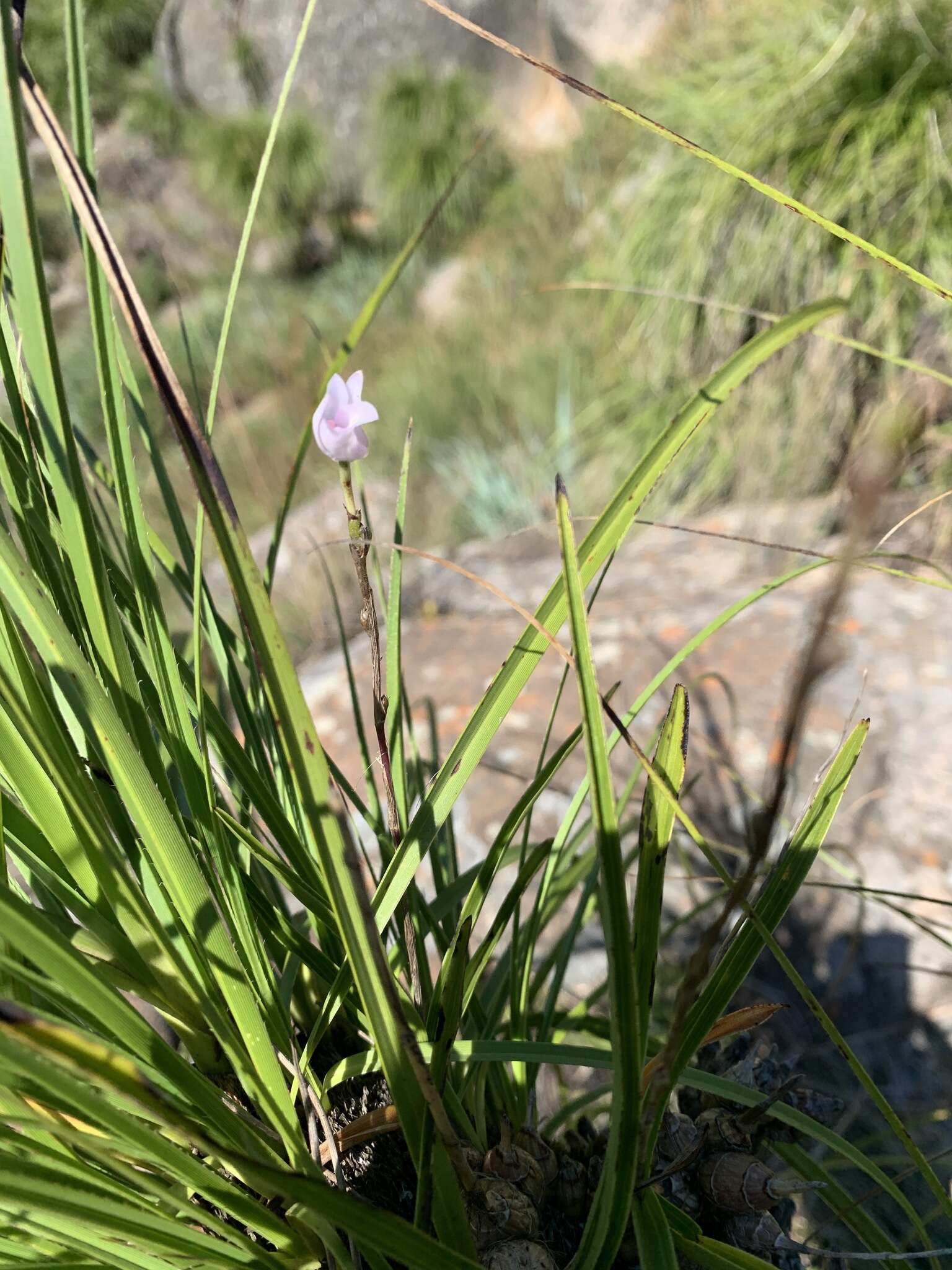 Imagem de Polystachya zuluensis L. Bolus