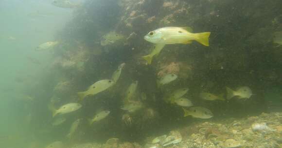 Image of Blackspot snapper