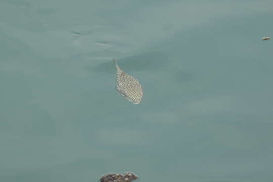 Image of Horn-nosed boxfish