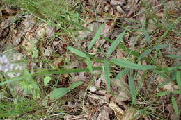 Image of Sampson's-Snakeroot