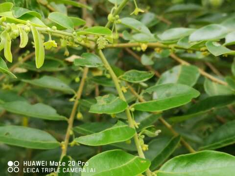 Image of Phyllanthus obscurus Roxb. ex Willd.