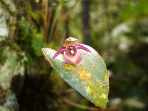 Image of Pleurothallis sanchoi Ames