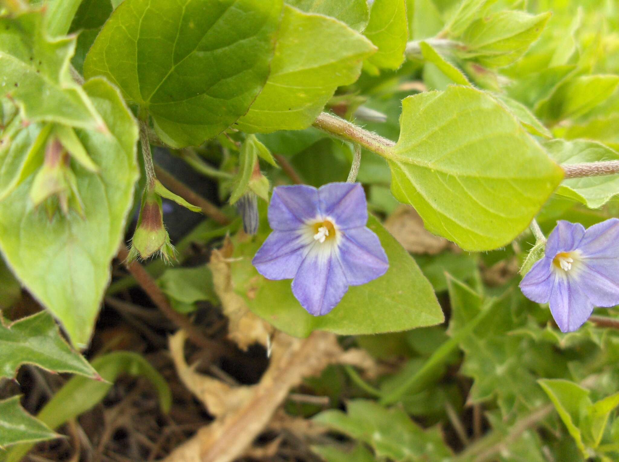 Image de Convolvulus siculus L.