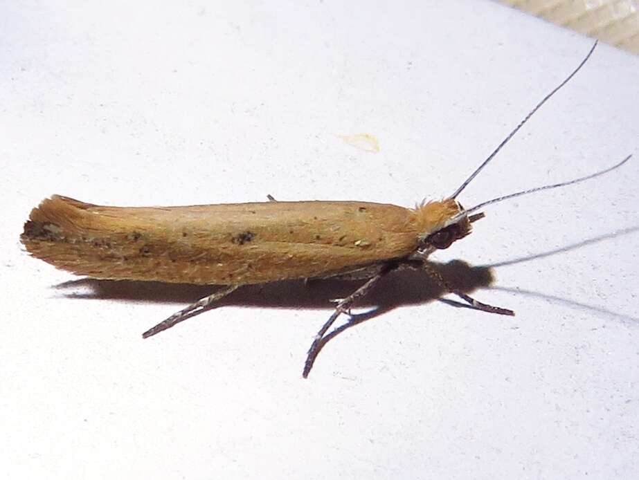 Image of <i>Ypsolopha unicipunctella</i>