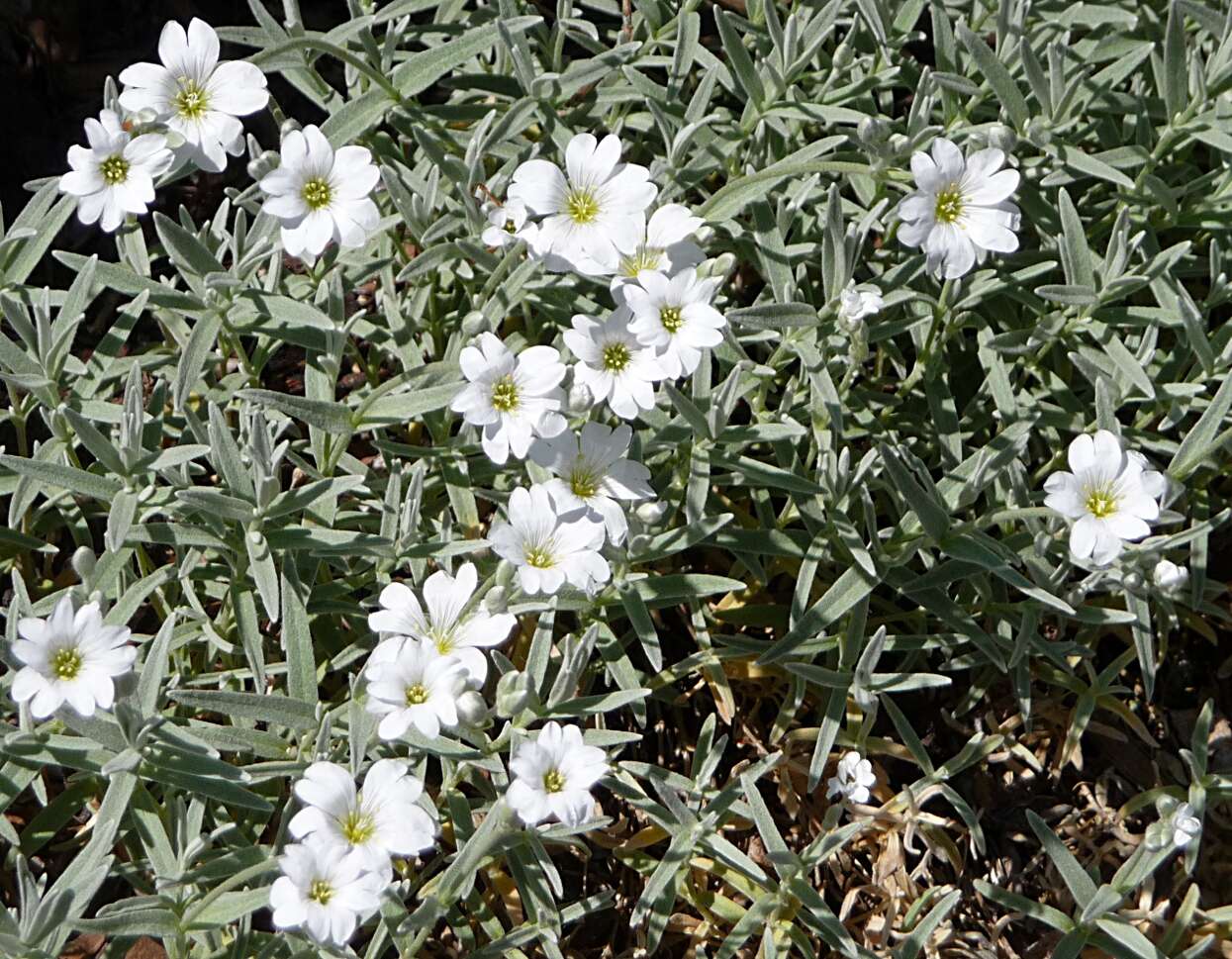 Image of Snow-in-summer