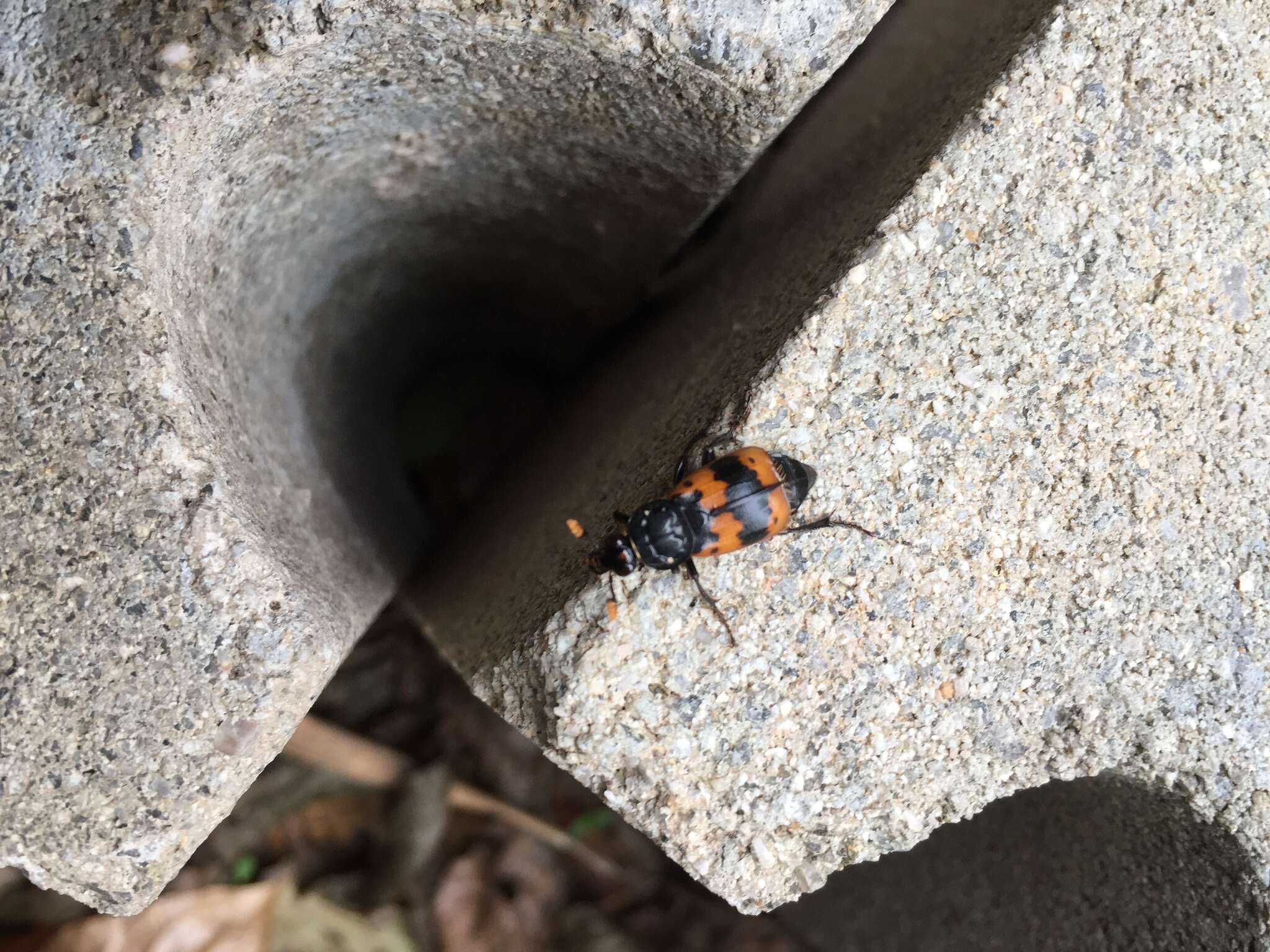 Imagem de Nicrophorus (Nicrophorus) quadripunctatus (Kraatz 1877)