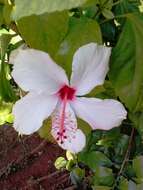 Hibiscus grandiflorus Michx.的圖片