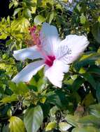 Hibiscus grandiflorus Michx.的圖片