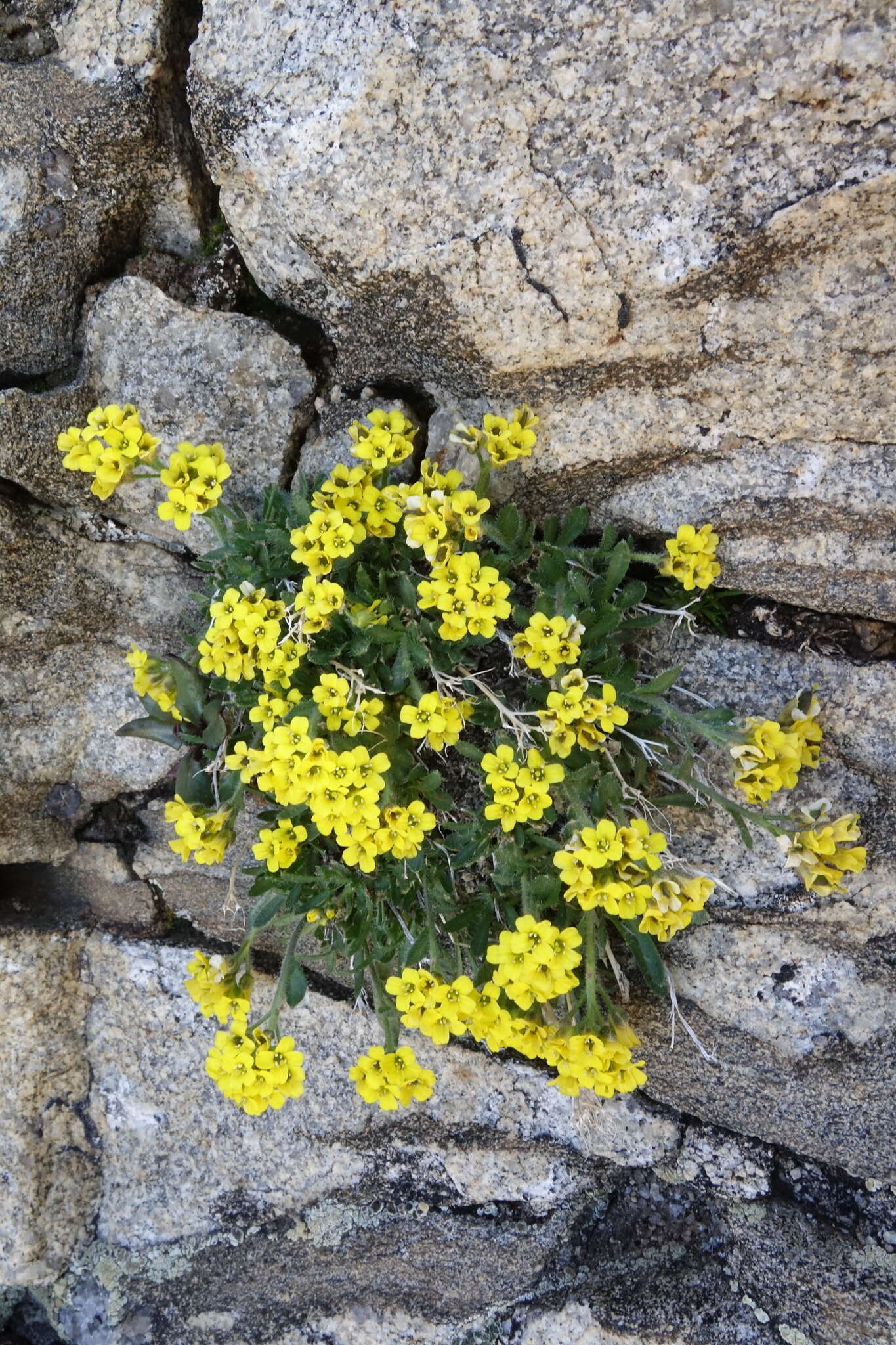 Imagem de Draba grayana (Rydb.) C. L. Hitchc.