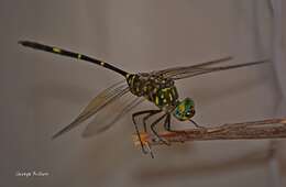 Image of Bottletail