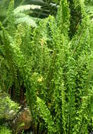 Image of Boston swordfern